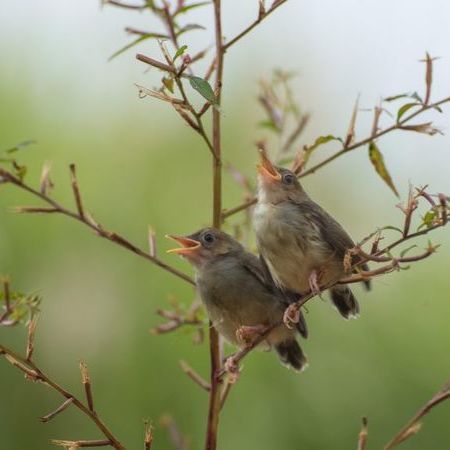 Stream of Consciousness of Singing Birds poster